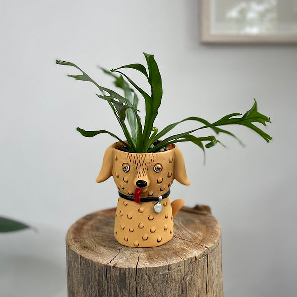 Birds Nest Fern in Baby Goldie Dog Planter