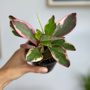 Peperomia Clusiifolia Jelly 100mm