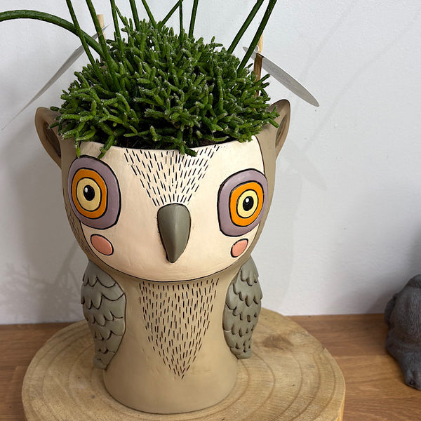 Rhipsalis in Hooty Owl Pot