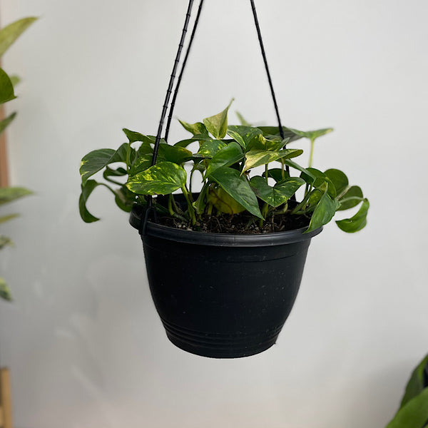 Epipremnum Aureum Devils Ivy Pothos 180mm Hanging