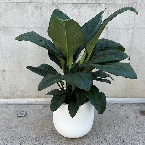 Huge Sensation Peace Lily in White Egg Pot
