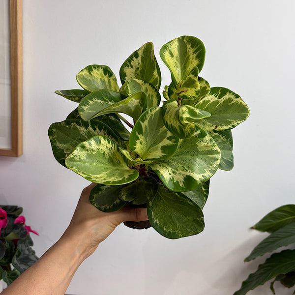 Peperomia Obtusifolia Green and Gold 100mm