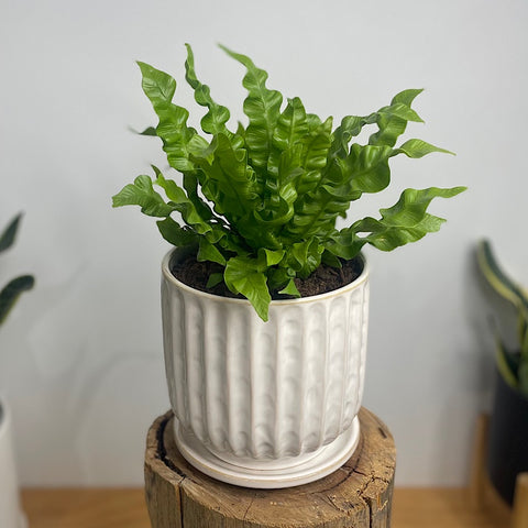 Crispy Wave Birds Nest Fern in Medium Clovelly Pot White