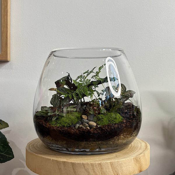 Lush Teardrop Medium Terrarium #0506