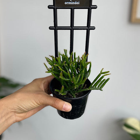 Rhipsalis Ormindoi 80mm