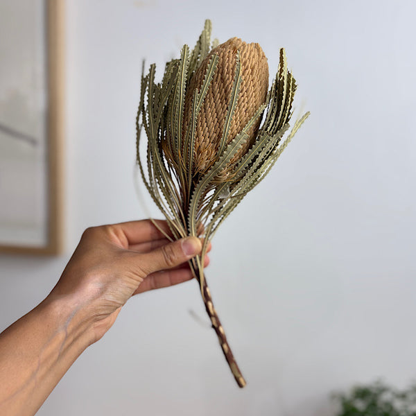 Dried Australian Banksia Hookeriana