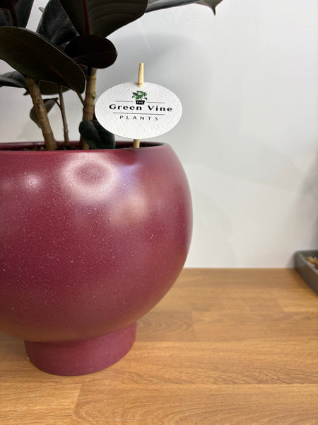 Burgundy Ficus in Large Orbit Ruby