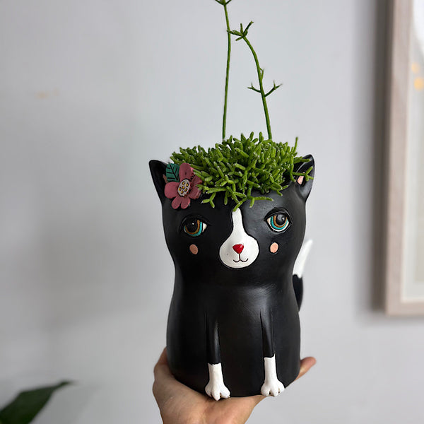 Rhipsalis in Black Pretty Kitty Pot