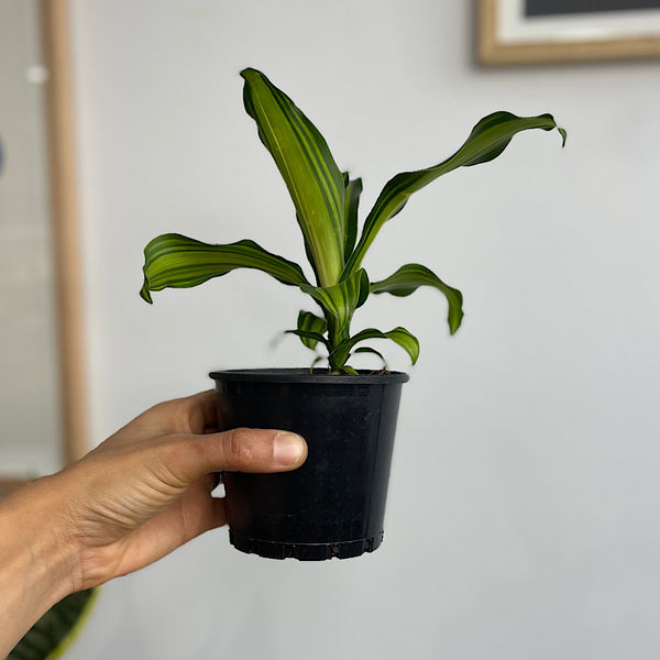 Dracaena Marley Happy Plant 100mm
