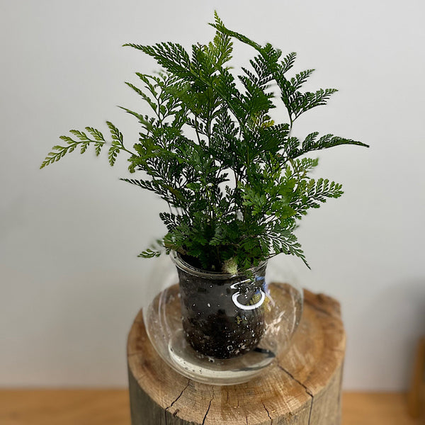 Rabbits Foot Fern in Medium Self Watering Glass Pot