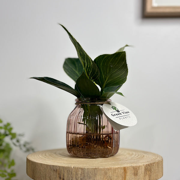Hydro Philodendron Birkin in Barcelona Glass
