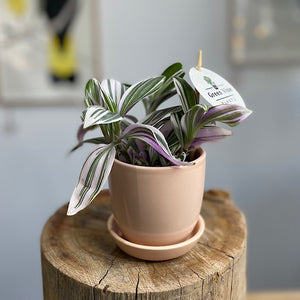 Tradescantia in Mini Tulip Pot Blush