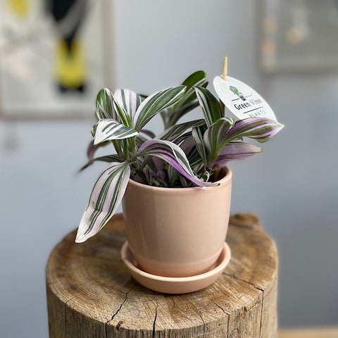 Tradescantia in Mini Tulip Pot Blush