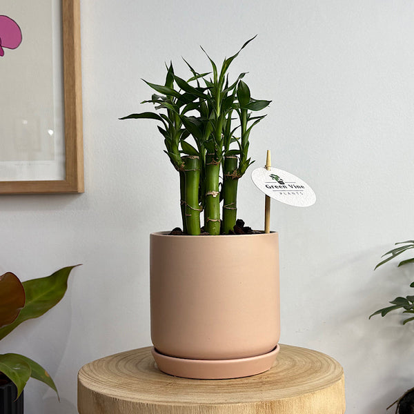 Lucky Bamboo in Small Oslo Pot Peach Pink