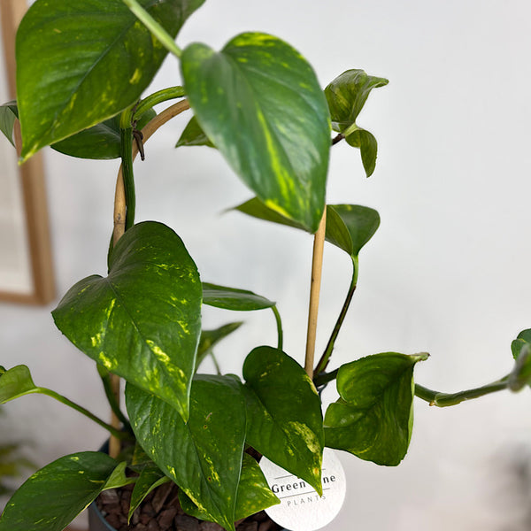 Epipremnum Aureum Devil's Ivy in Large Oslo Pot Navy
