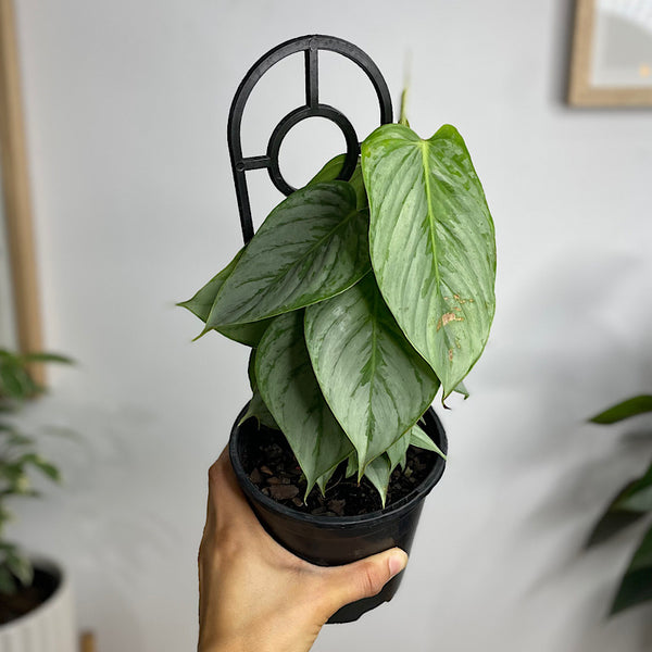 Philodendron Sodiroi 130mm