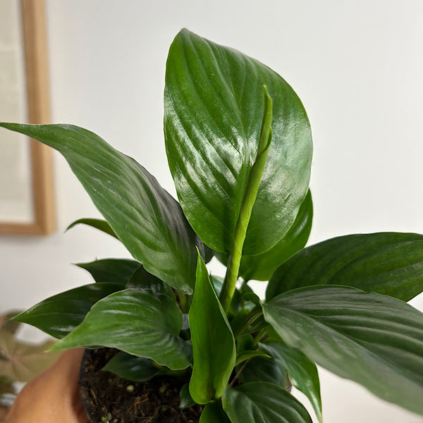 Spathiphyllum Crown Peace Lily 100mm