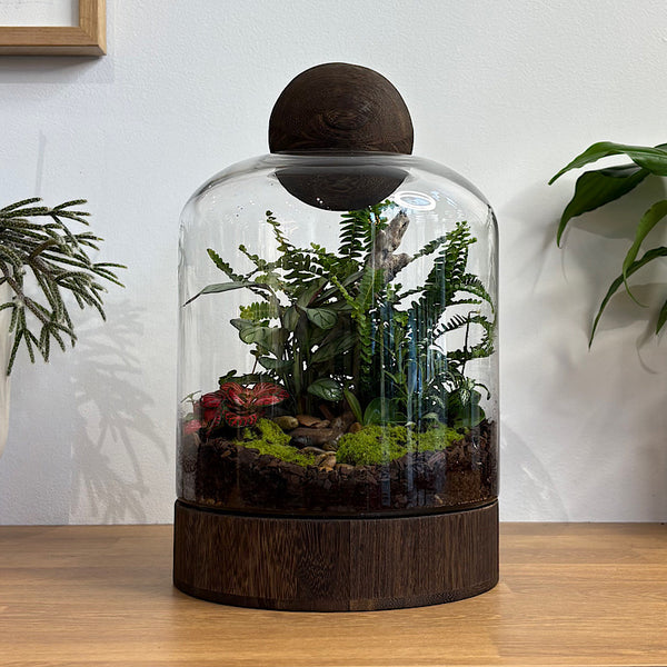 Large Helga Terrarium with Lush Forrest with Timber Base and Ball #0209