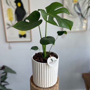 Monstera Deliciosa in Large Athens Pot White