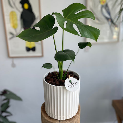 Monstera Deliciosa in Large Athens Pot White