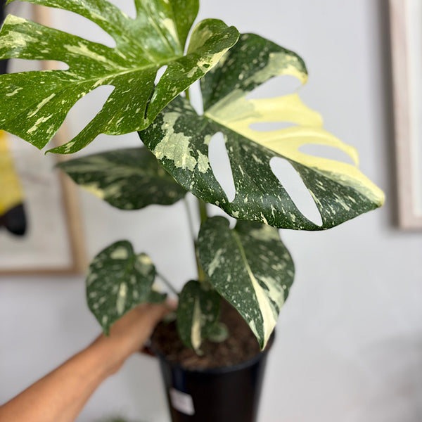 Monstera Thai Constellation Variegated 150mm