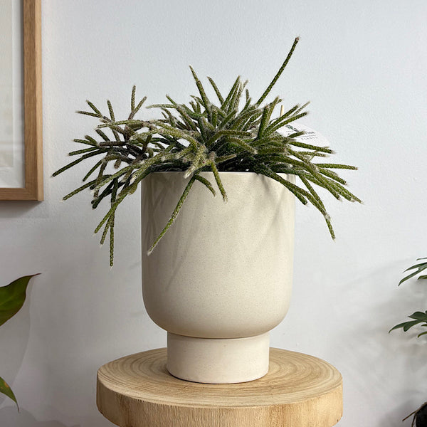 Rhipsalis in Comet Planter Oatmeal