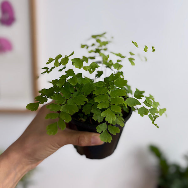 Adiantum Fragrantissium Maidenhair Fern 100mm