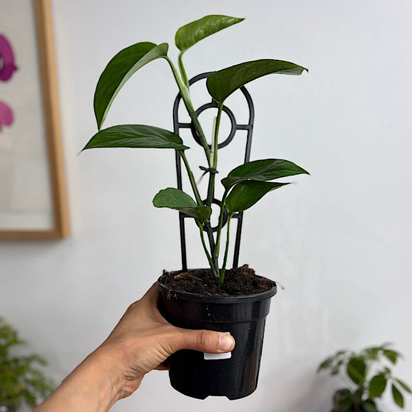 Epipremnum Aureum Green Dragon 130mm