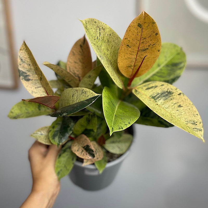 Ficus Elastica Marble 170mm