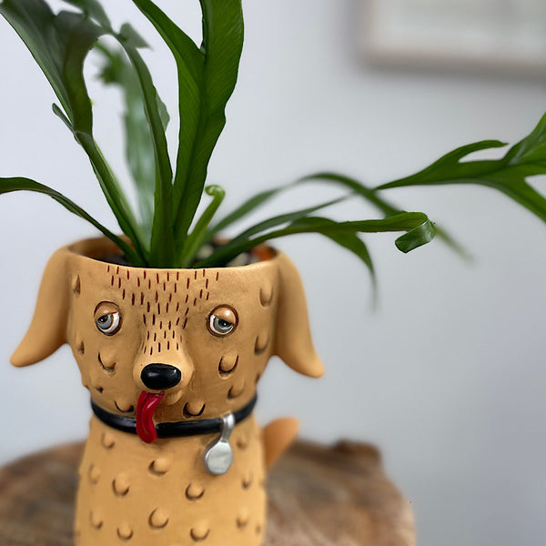 Birds Nest Fern in Baby Goldie Dog Planter