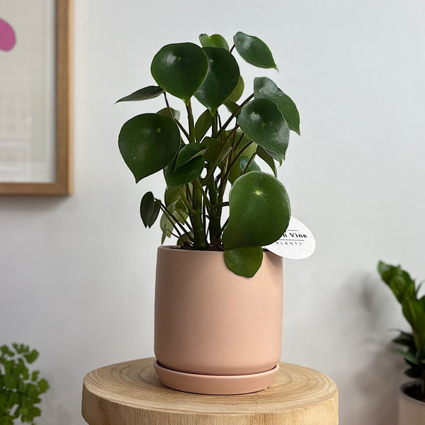 Peperomia Raindrop in Small Oslo Peach