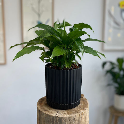 Peace Lily in Medium Athens Pot Black