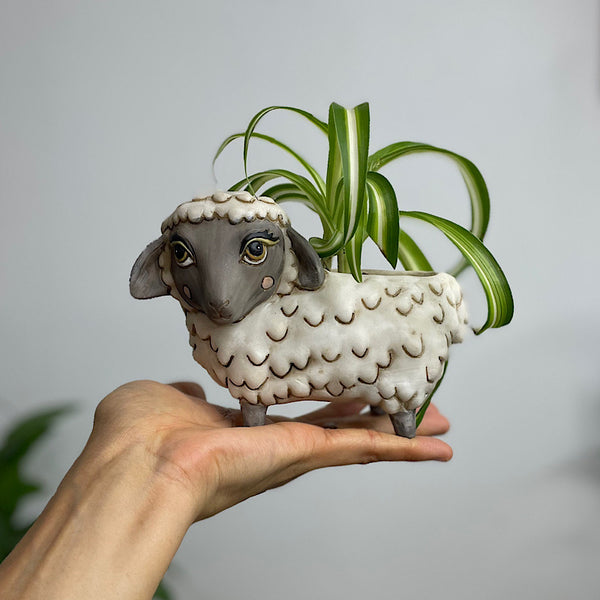 Spider Plant in Baby Black Sheep Pot White