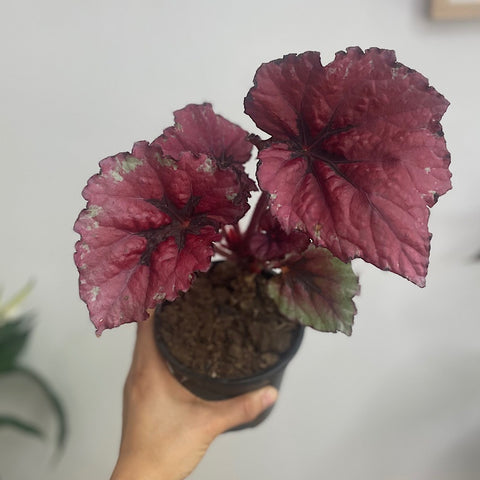 Begonia Rex 120mm