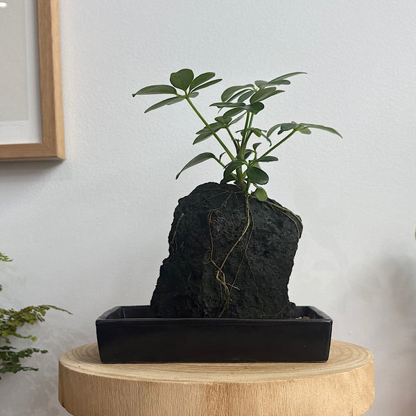 Schefflera Life on the Rocks in Black Pot