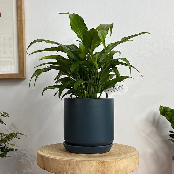 Peace Lily in Small Oslo Pot Navy