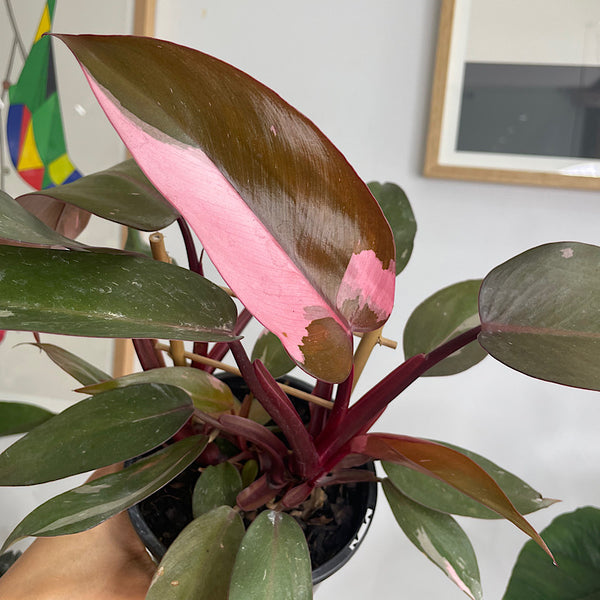 Philodendron Pink Princess 130mm