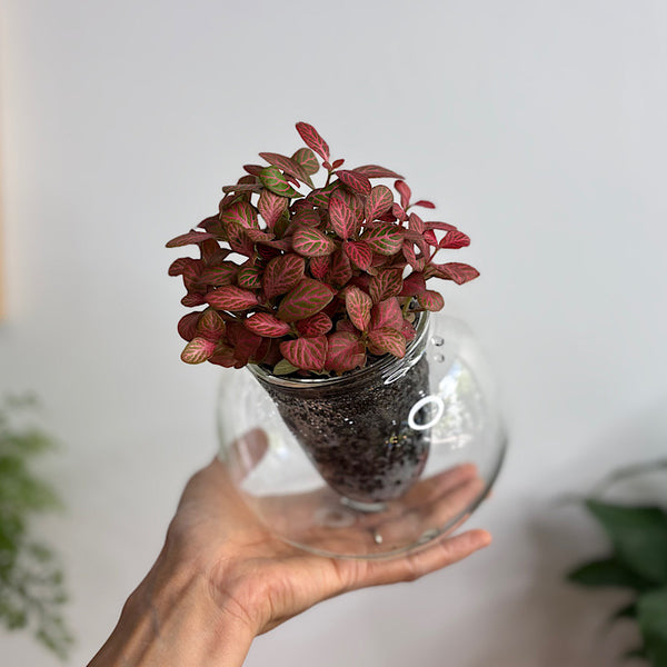 Fittonia in Medium Tilted Self Watering Glass Pot