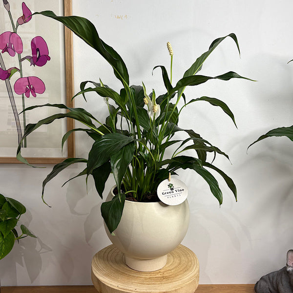 Peace Lily in Medium Orbit Pot Oatmeal