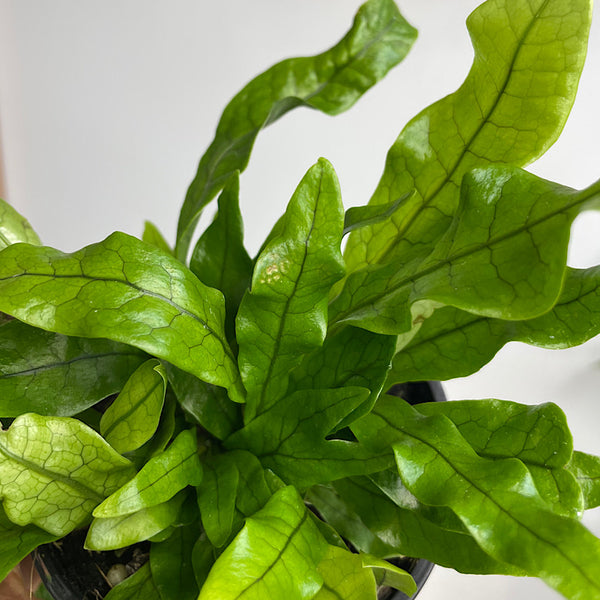 Microsorum Crocodyllus Crocodile Fern 100mm