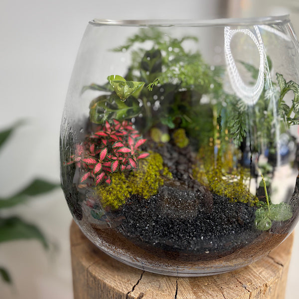 Lush Teardrop Medium Terrarium #0912
