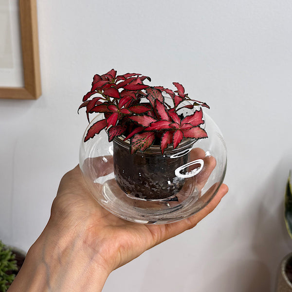 Fittonia Red in Small Self Watering Glass Pot