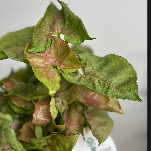 Syngonium Neon in Hanover Pot Peach