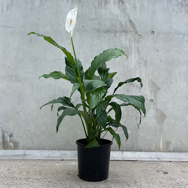Spathiphyllum Peace Lily 200mm