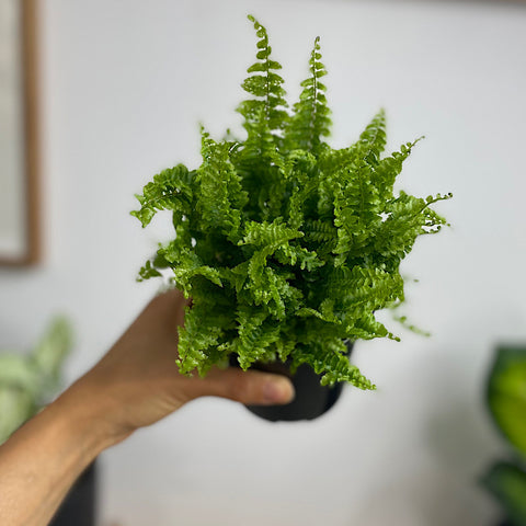 Nephrolepis Boston Fern 100mm