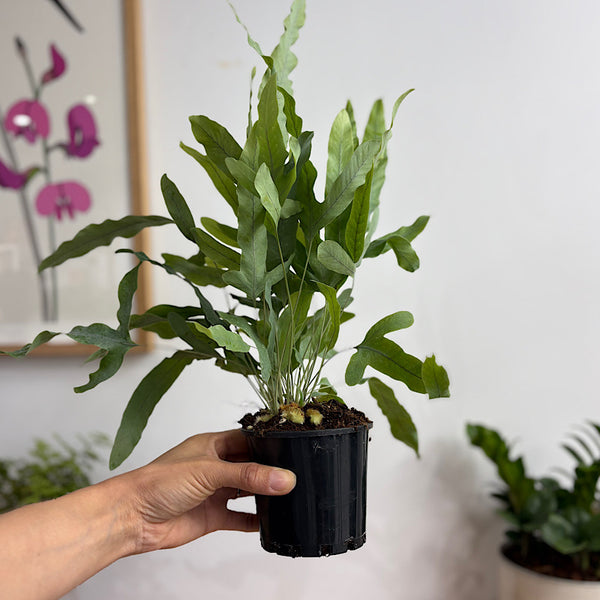 Phlebodium Blue Star Fern 100mm