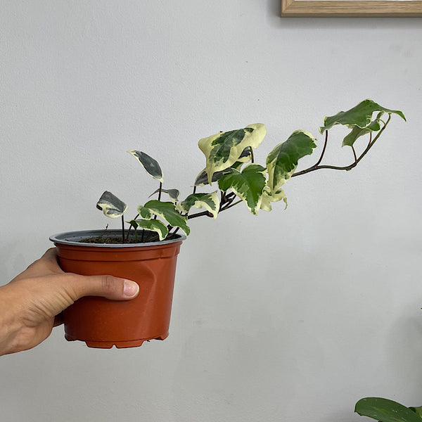 Hedera Canariensis Variegated Ivy 130mm