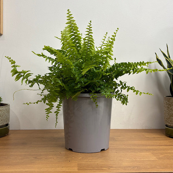 Nephrolepis Exaltata Boston Fern 170mm