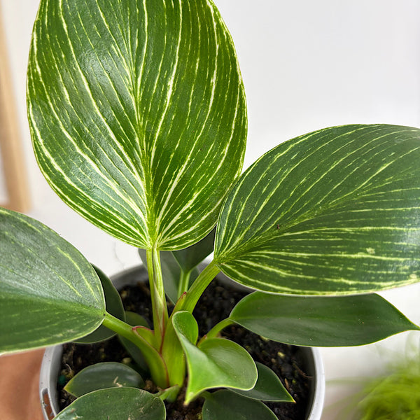 Philodendron Birkin 105mm