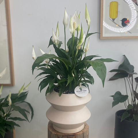 Peace Lily in Large Hanover Plant Pot Parchment